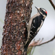 Short bill, black marks on white outer tail feathers. Male. Note: red on hindcrown.