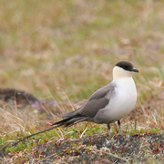 Adult breeding (lack barred undertail coverts).