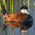 Male, summer/breeding plumage